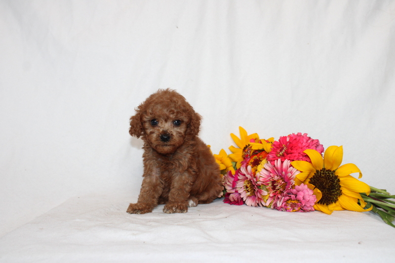 puppy, for, sale, Mini Goldendoodle F1BB, Matthew B. Stoltzfus, dog, breeder, Gap, PA, dog-breeder, puppy-for-sale, forsale, nearby, find, puppyfind, locator, puppylocator, aca